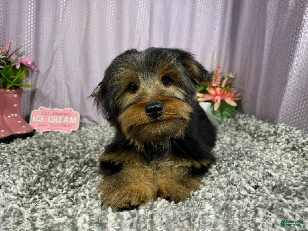 Yorkshire Terrier dogs for sale: Yorkshire Terrier 1 - Ad 2