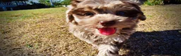 Havapoo dogs for sale: Punky - Ad 17