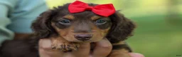 Miniature Dachshund dogs for sale: MURPHY - Ad 16