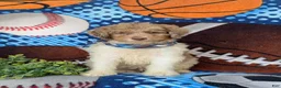 Mini Bernedoodle dogs for sale: Cagney Hypoallergenic - Ad 2