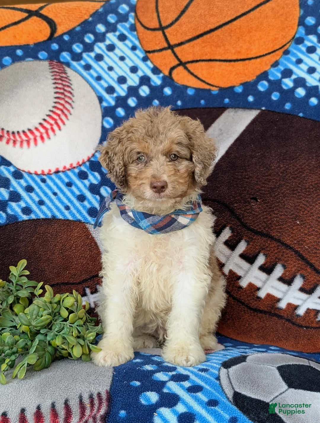 Mini Bernedoodle dogs for sale: Cagney Hypoallergenic - Ad 2