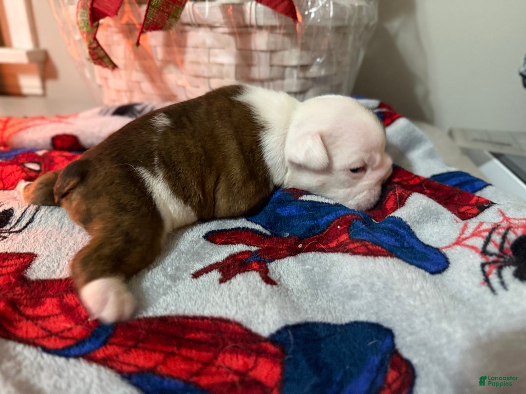 English Bulldog dogs for sale: English Bulldog Puppy 2 - Ad 3