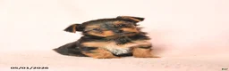 Yorkshire Terrier dogs for sale: Blake - Ad 1