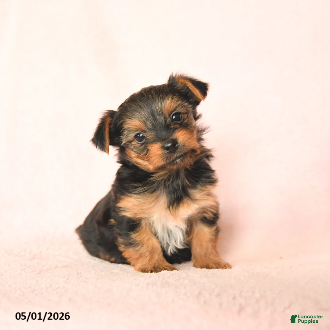 Yorkshire Terrier dogs for sale: Blake - Ad 1