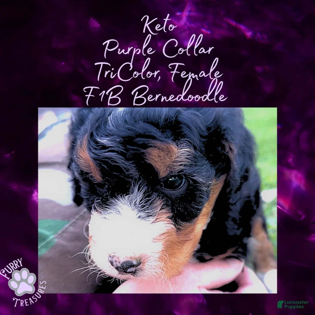 Mini Bernedoodle dogs for sale: Kian “Blue Collar” Male - Ad 46