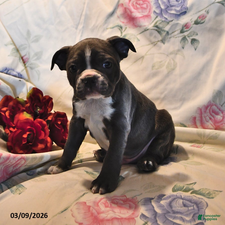 Frenchton dogs Gunner - Ad 1