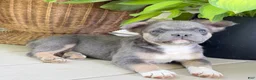 French Bulldog dogs for sale: Peanut - Ad 3