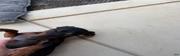 Dachshund dogs for sale: Dachshund 1 - Ad 2