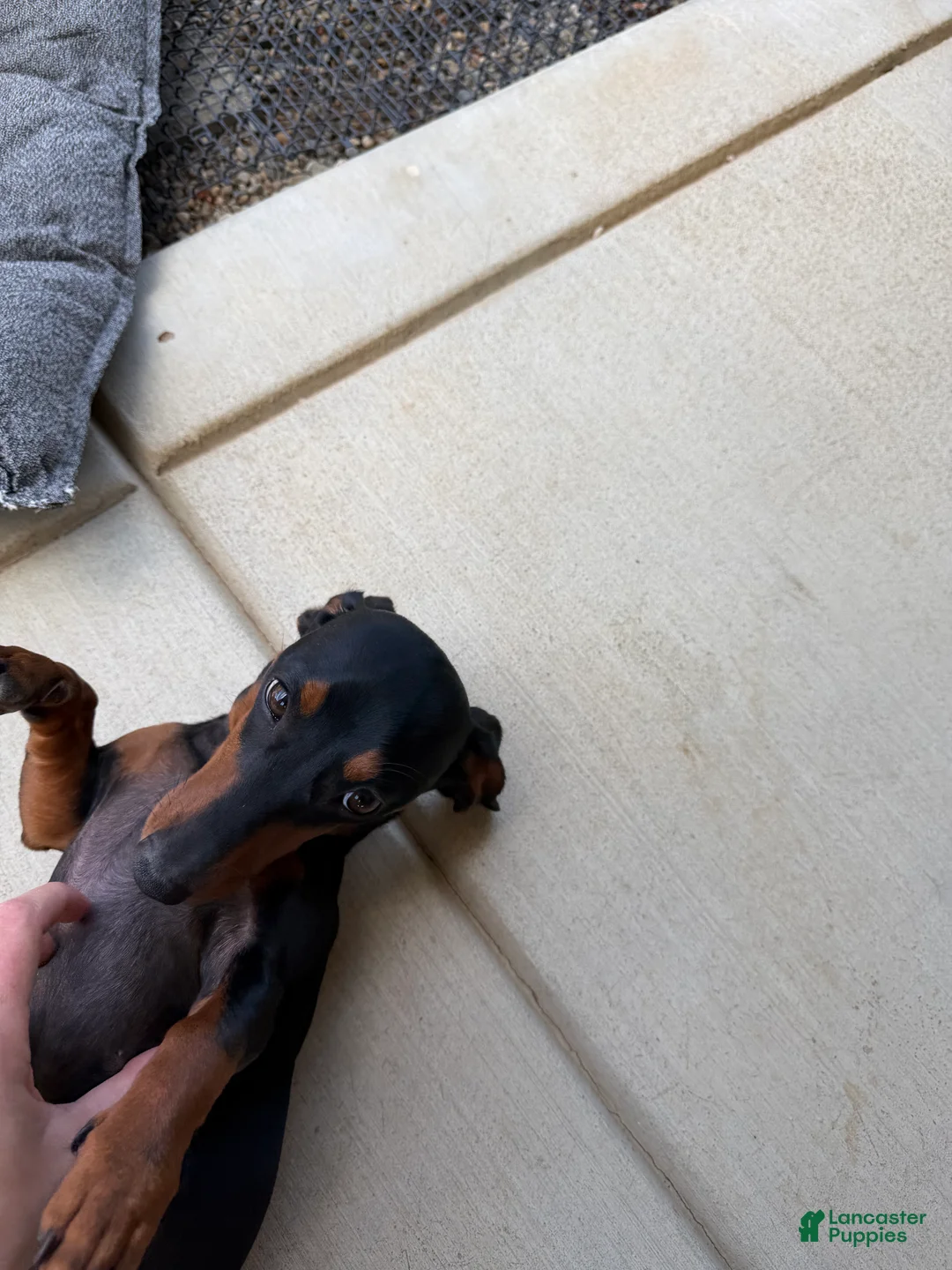 Dachshund dogs for sale: Dachshund 1 - Ad 2