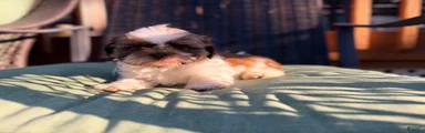 Shih Tzu 1