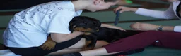 Rottweiler dogs for sale: Vermithor - Ad 12