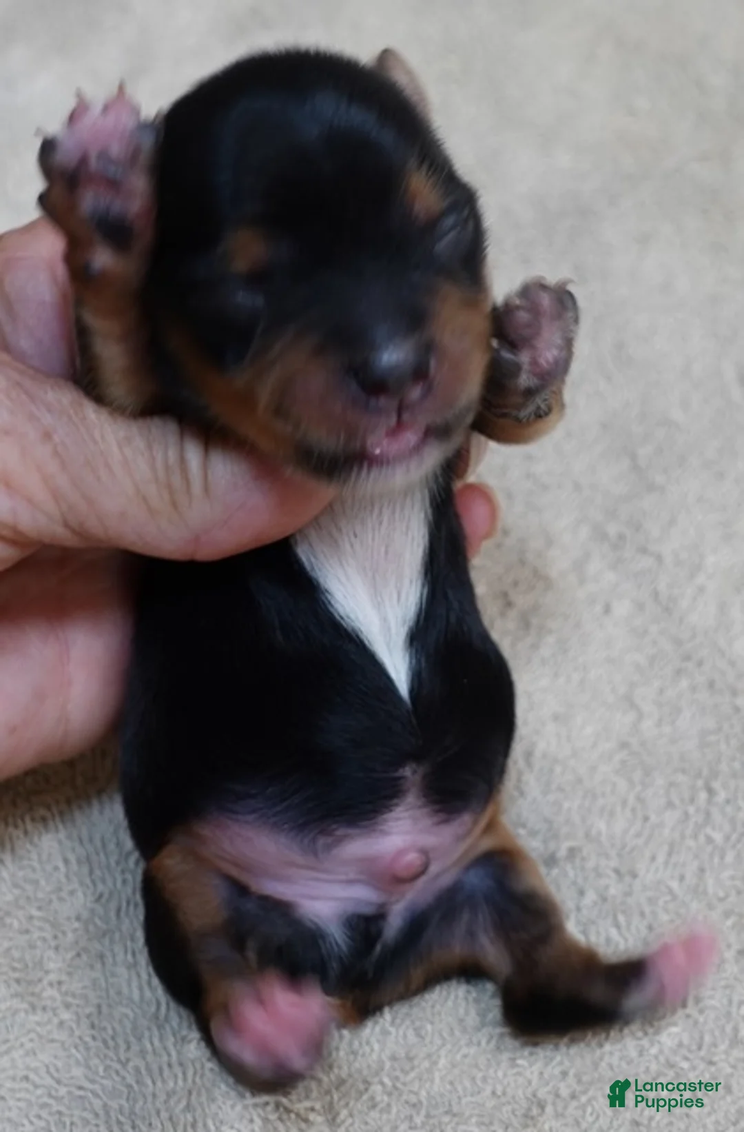 Yorkshire Terrier dogs for sale: Peyton - Ad 9