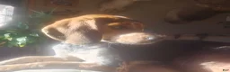 Beagle dogs for sale: Beagle 4 - Ad 3