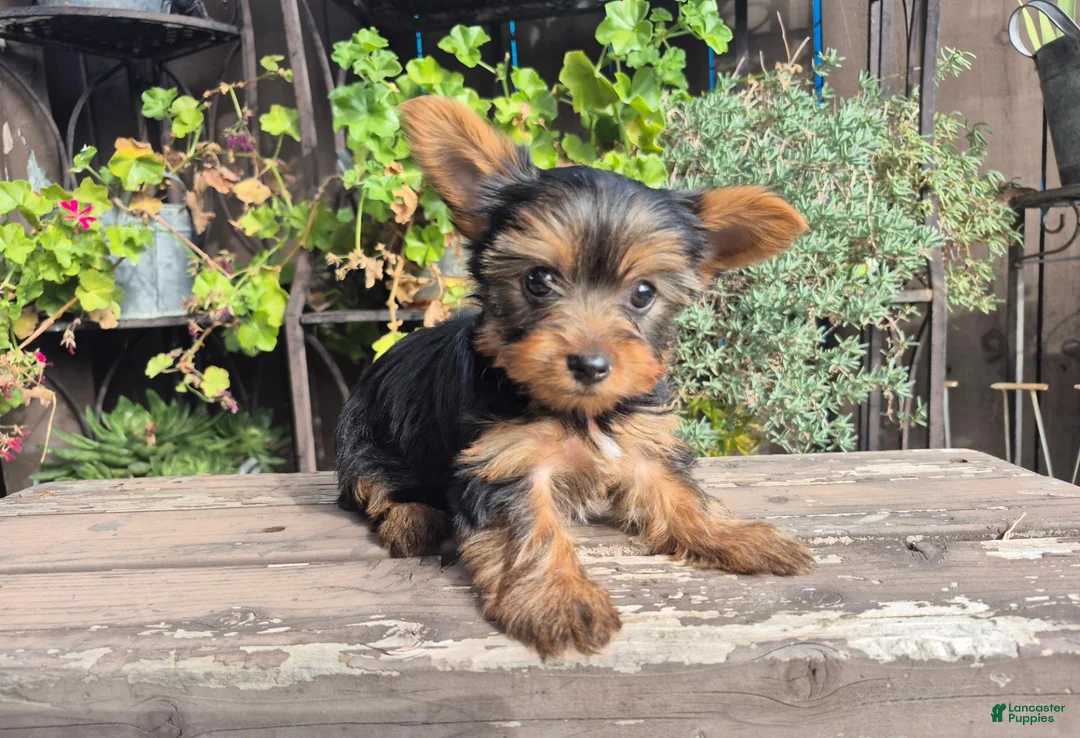 Yorkshire Terrier dogs for sale: Yorkshire Terrier 2 - Ad 4