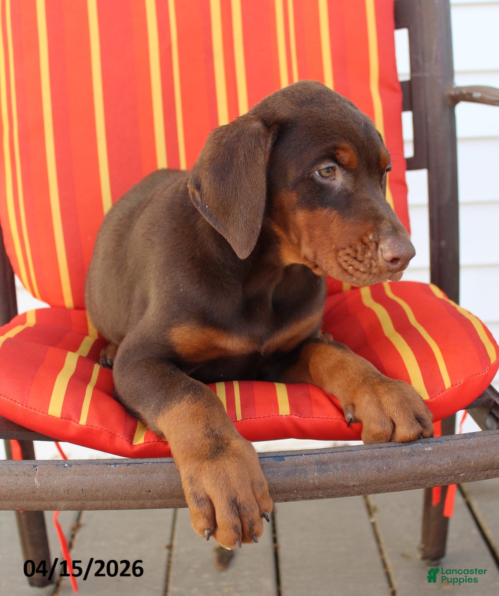 Doberman Pinscher dogs Cherry - Ad 1