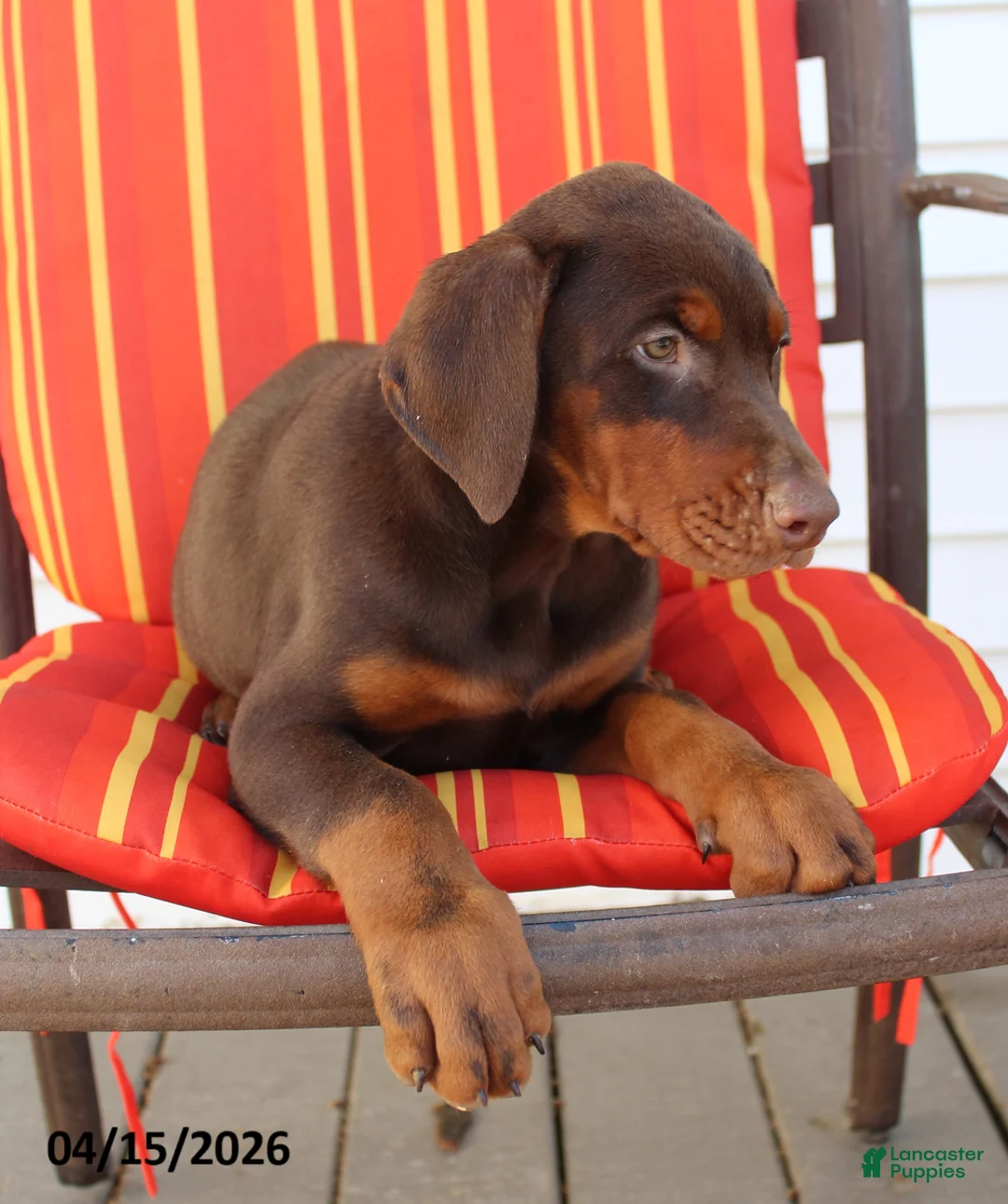 Doberman Pinscher dogs for sale: Cherry - Ad 1