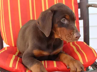 Doberman Pinscher dogs for sale: Cherry - Ad 4