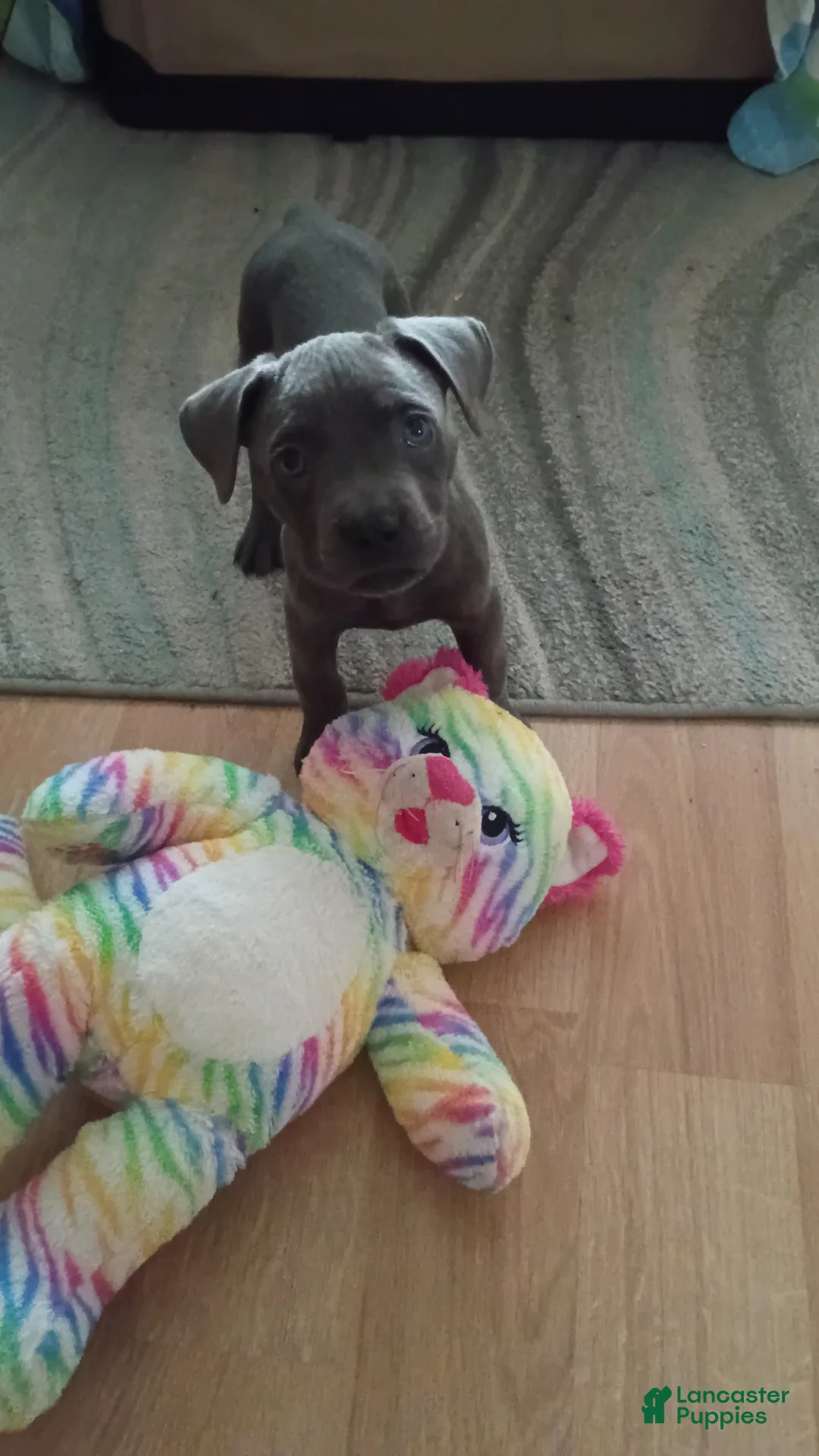 Cane Corso dogs for sale: Soliyana - Ad 1