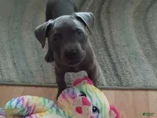 Cane Corso dogs Soliyana - Ad 8