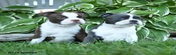 Boston Terrier dogs for sale: Vivoldi - Ad 3