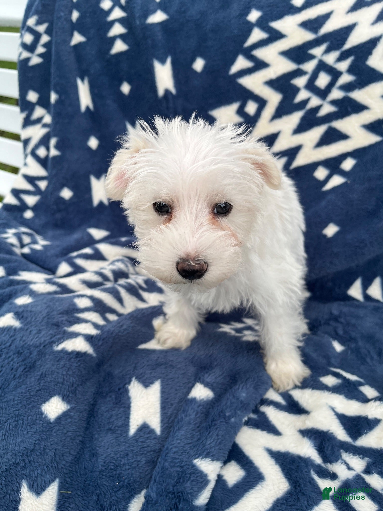 Miniature Schnauzer dogs AkcMilo - Ad 1