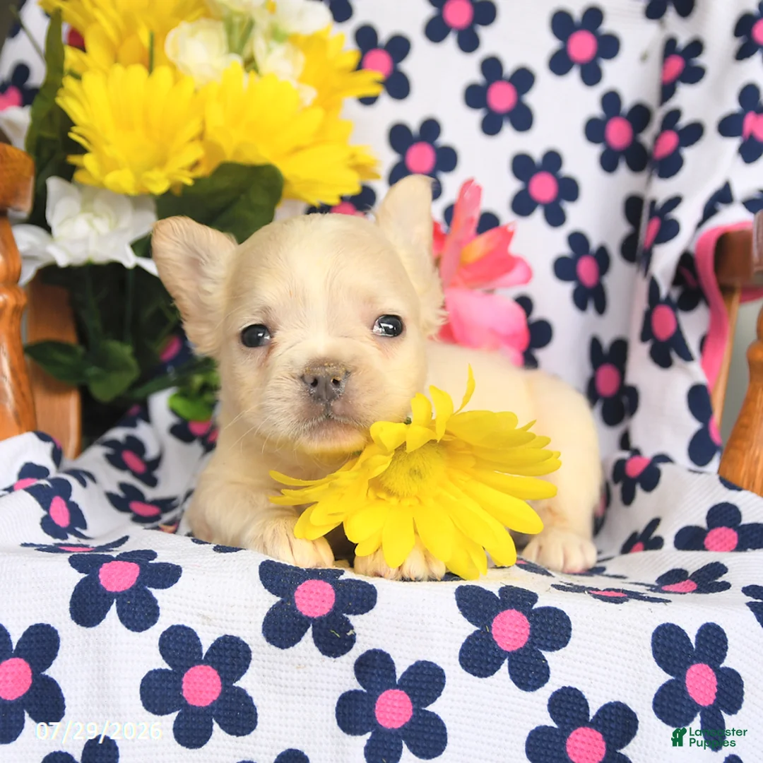 French Bulldog dogs for sale: Piper - Ad 3