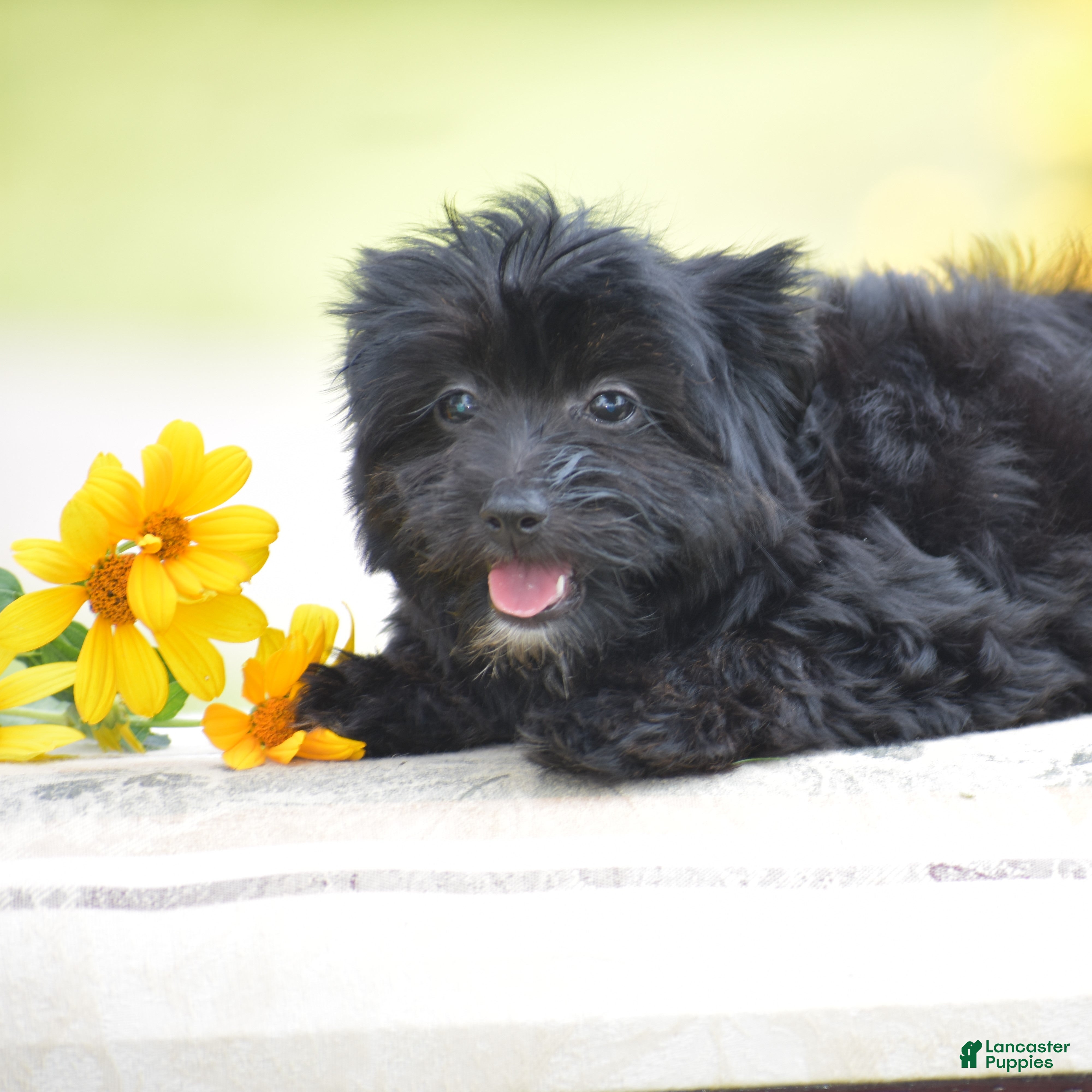 Yorkiepoo dogs Courtney - Ad 2