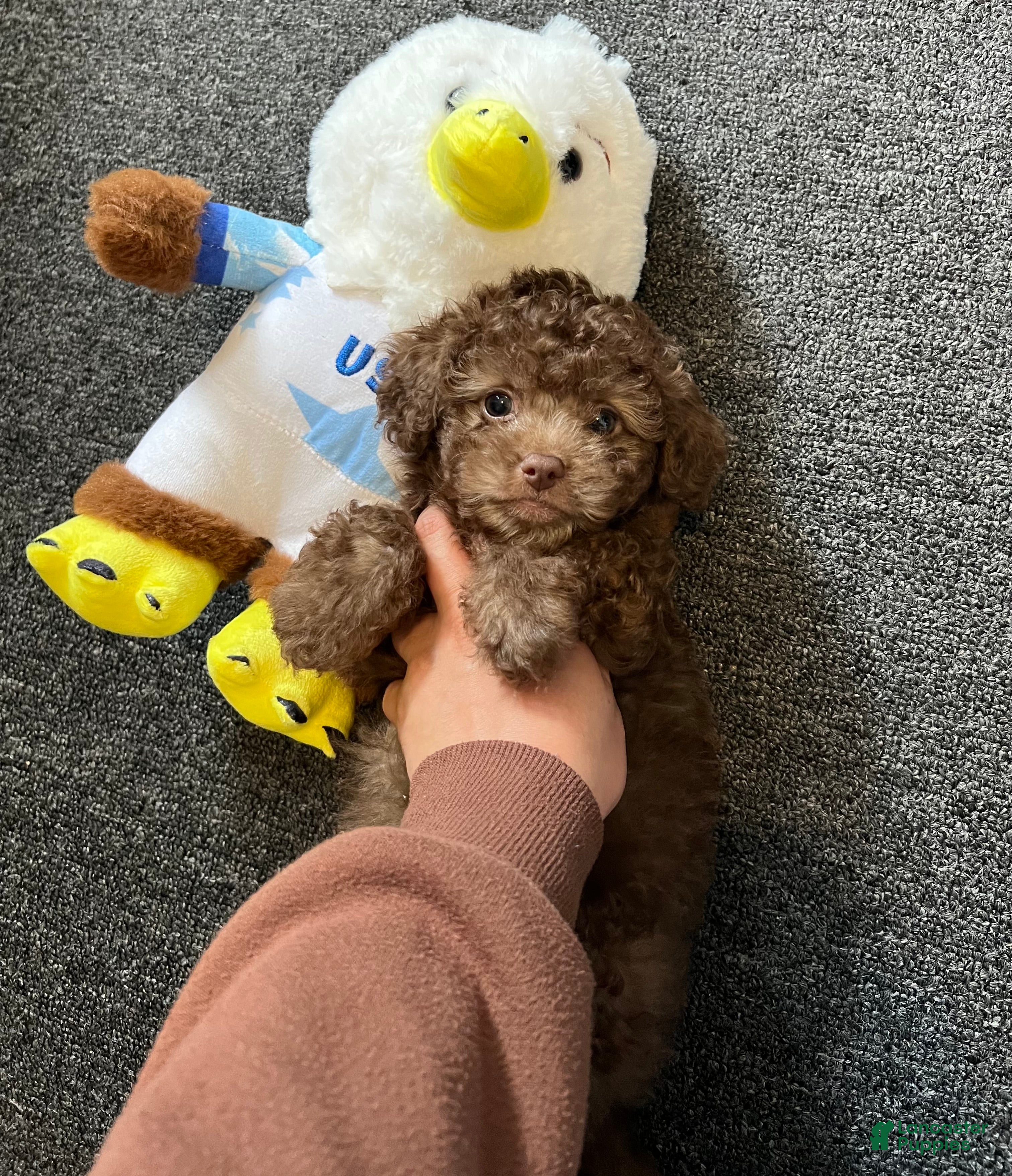 Toy Poodle dogs Baby Toy Poodle - Ad 2