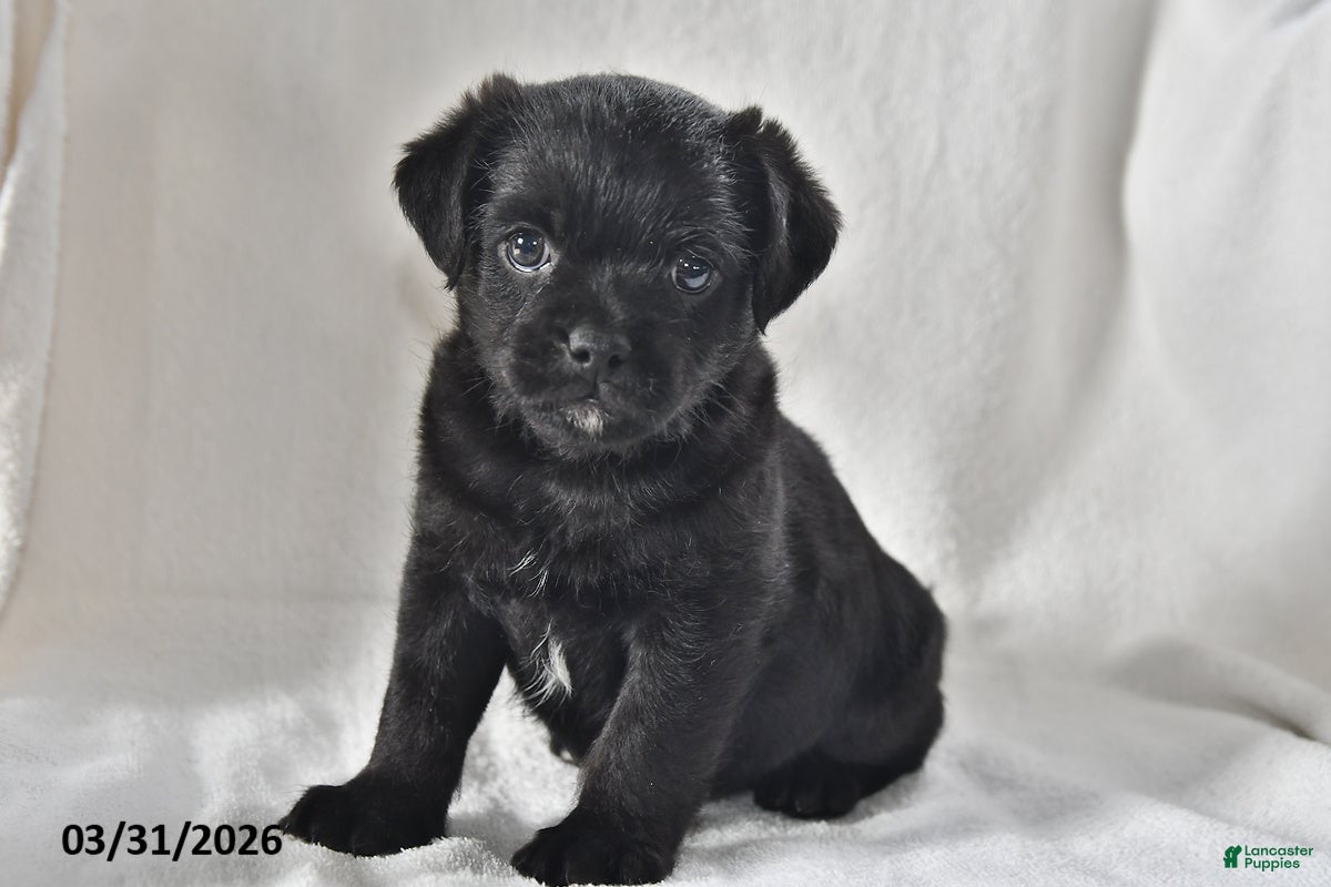 Mixed Breed dogs Jack  - Ad 2