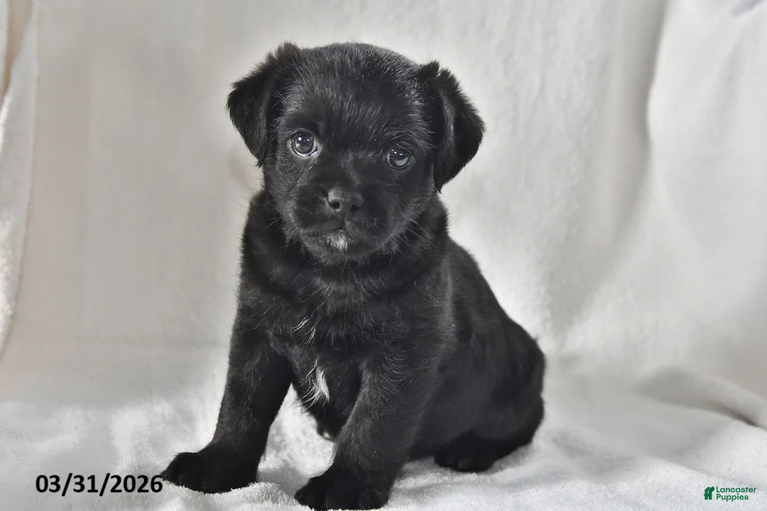 Mixed Breed dogs for sale: Jack  - Ad 2