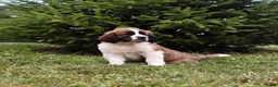 Saint Berdoodles dogs for sale: Bo - Ad 8