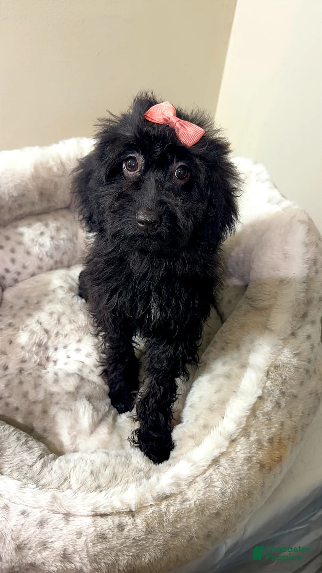 Yorkiepoo dogs for sale: Mali  - Ad 2