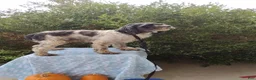 Cockapoo dogs for sale: Nick - Ad 4