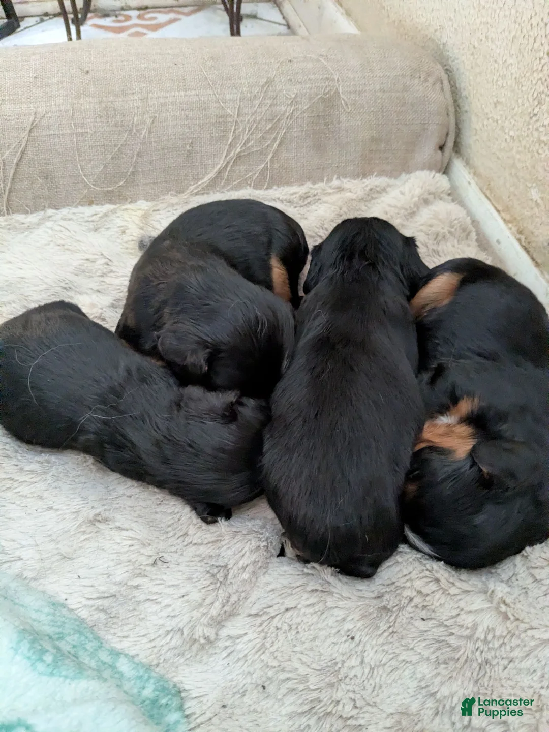 Cavalier King Charles Spaniel dogs for sale: Blue - Ad 7