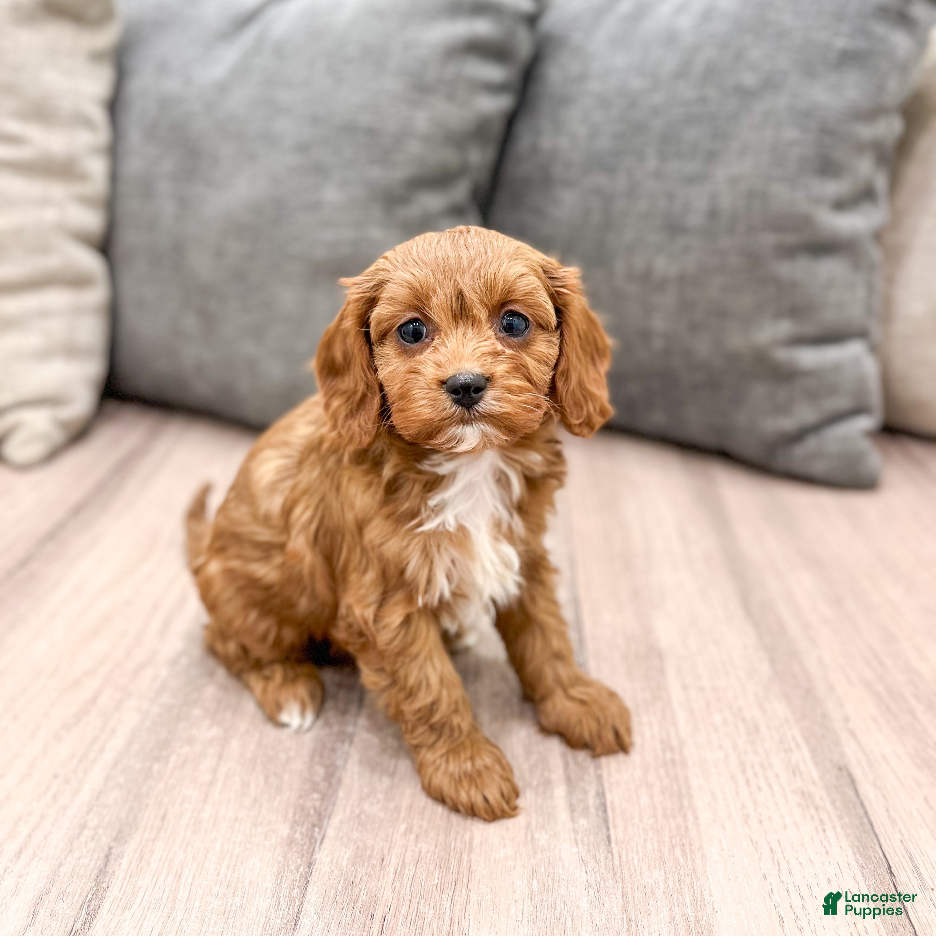 Cavapoo dogs Sophia - Ad 7