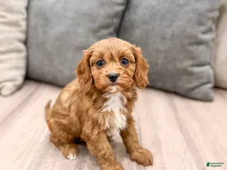 Cavapoo dogs Sophia - Ad 13