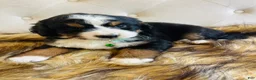 Bernedoodle dogs for sale: Jameson - Ultra Bernedoodle  - Ad 4