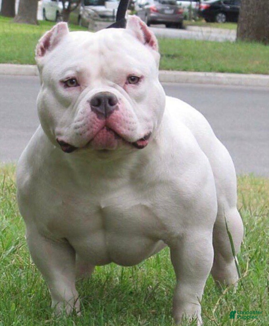 American Pit Bull Terrier dogs American Pit Bull Terrier 1 - Ad 2