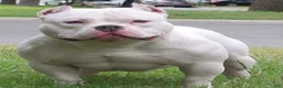 American Pit Bull Terrier dogs for sale: American Pit Bull Terrier 1 - Ad 2
