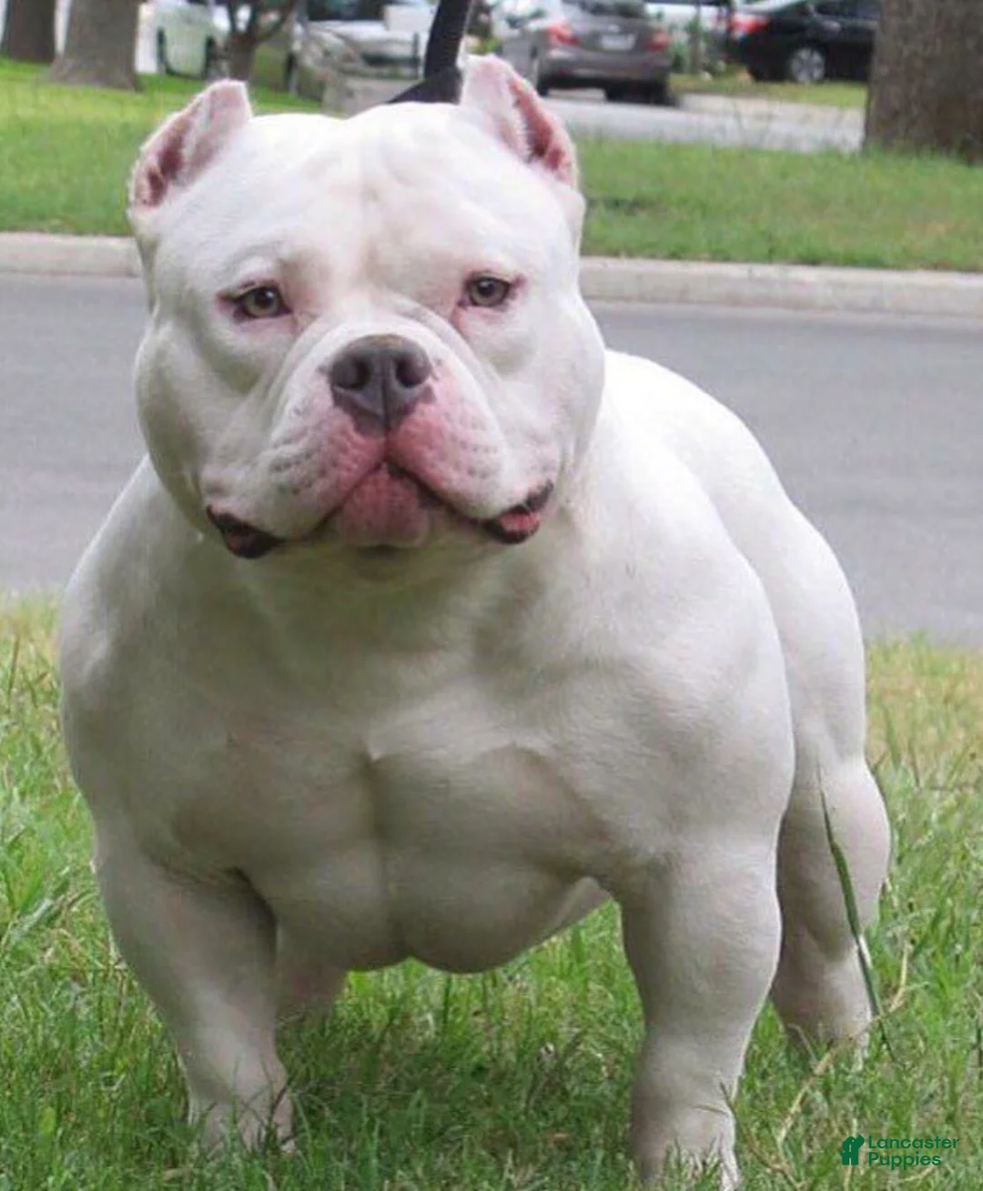 American Pit Bull Terrier dogs for sale: American Pit Bull Terrier 1 - Ad 2