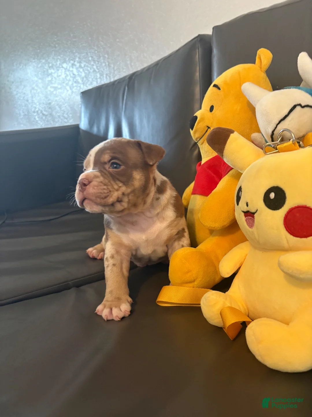 American Bully dogs for sale: American Bully 2 - Ad 2