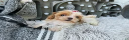 Cavapoo dogs for sale: Acorn - Ad 3