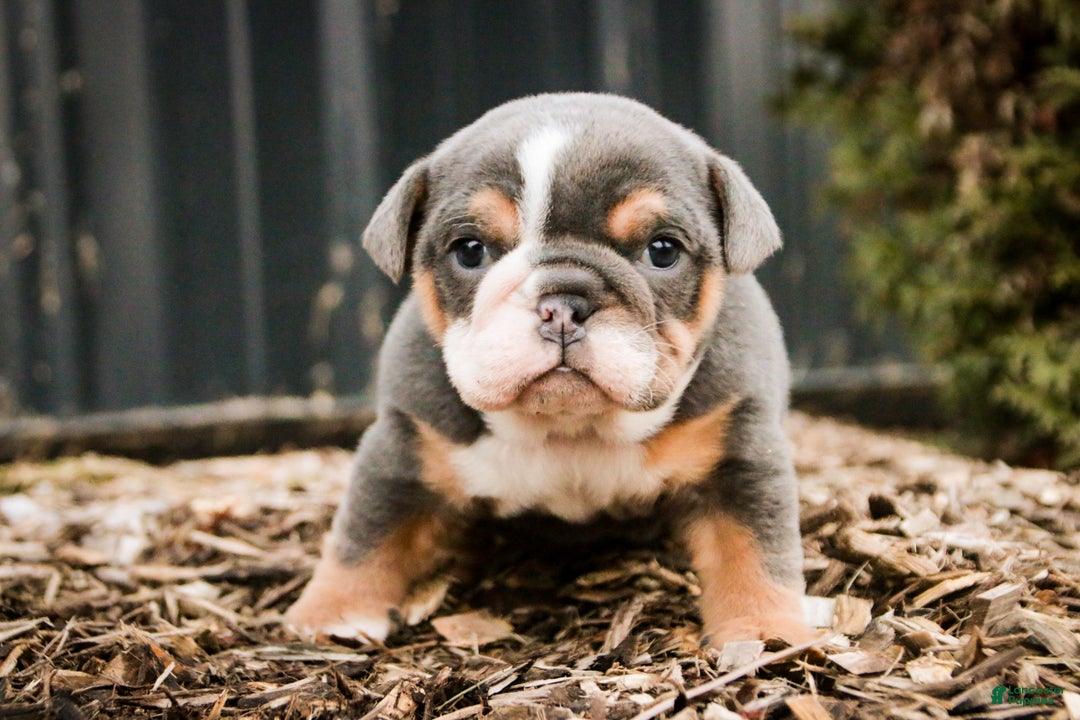 Mixed Breed dogs for sale: Darla - Ad 7