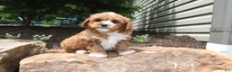 Cavapoo dogs for sale: Leo - Ad 3