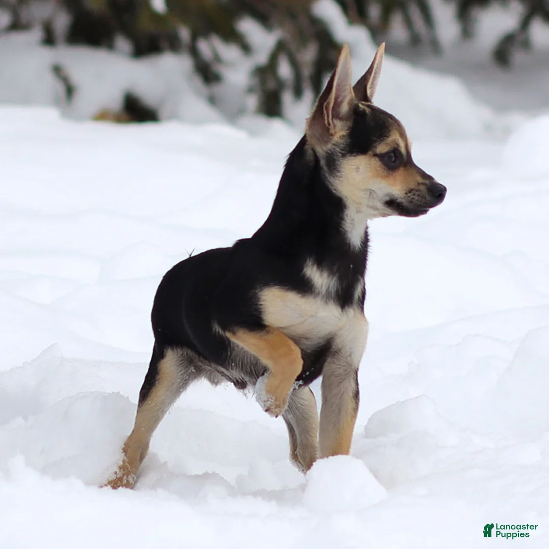 Chihuahua dogs for sale: Phoenix - Ad 2