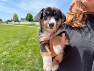 Mixed Breed dogs for sale: Winnie - Ad 3