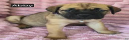 Cane Corso dogs for sale: Abby - Ad 5