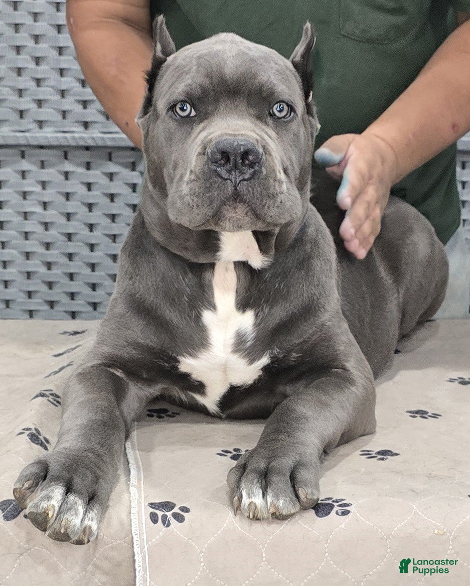 Cane Corso dogs Brown Boy - Ad 2