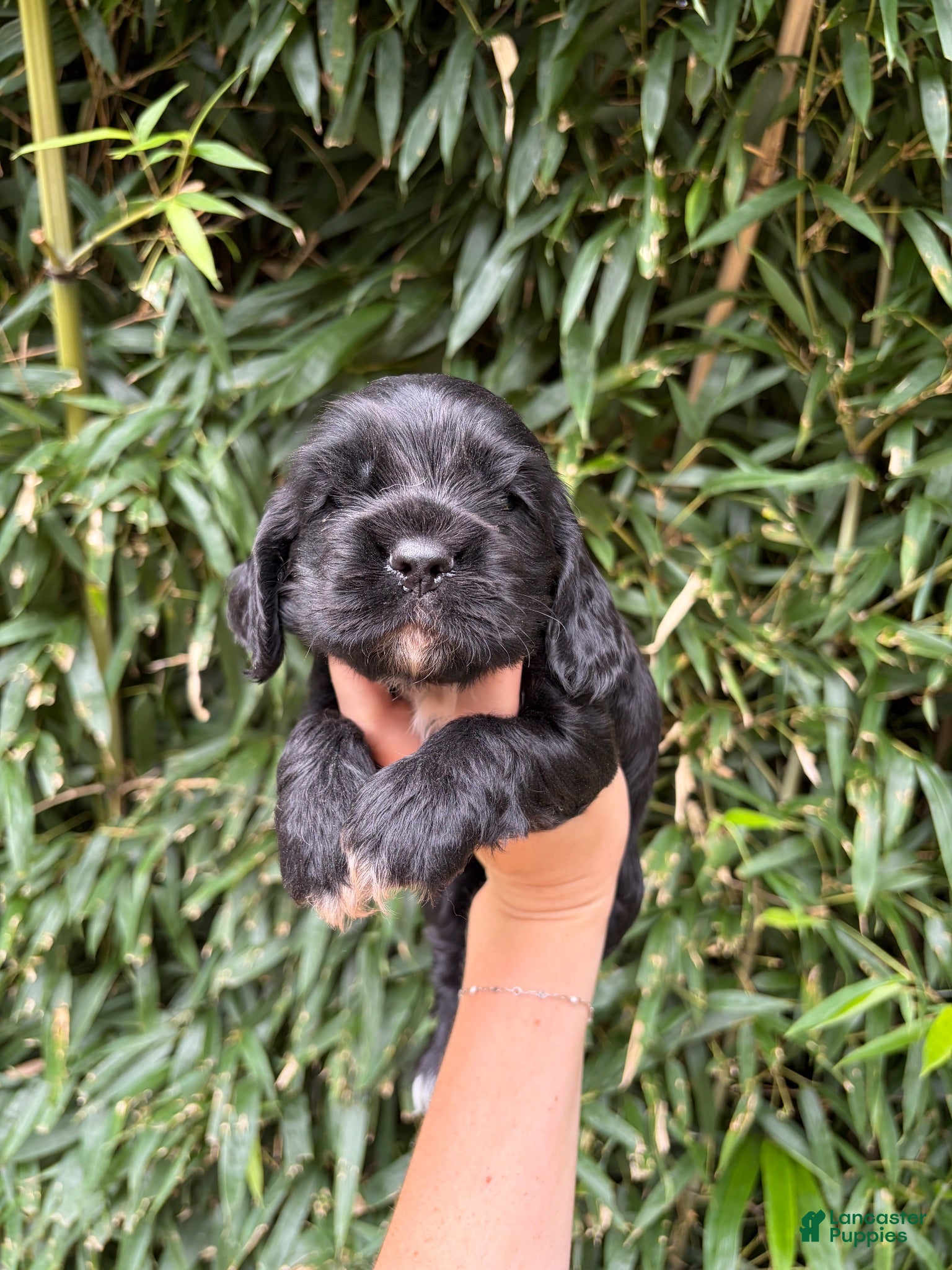 Cocker Spaniel dogs Cocker Spaniel 3 - Ad 20