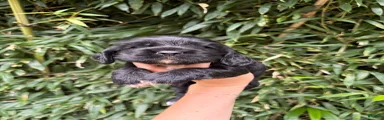Cocker Spaniel 3